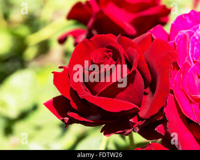 Splendida fioritura rosa rossa su uno sfondo verde blur. Morbida messa a fuoco selettiva. Primo piano immagine. Foto Stock