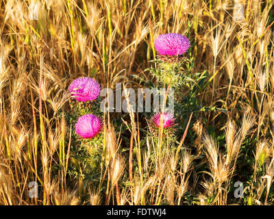 Bellissimo fiore luminoso thistle. Messa a fuoco selettiva, spazio nella zona sfocatura composizioni per la produzione di pubblicità. Foto Stock