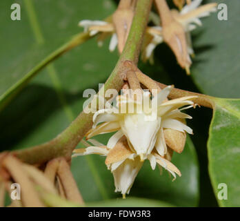 Mimusops elengi, Spagnolo ciliegia, nespola, Maulsari in Hindi, albero sempreverde, lucida foglie ovali, creamish fiori profumati Foto Stock