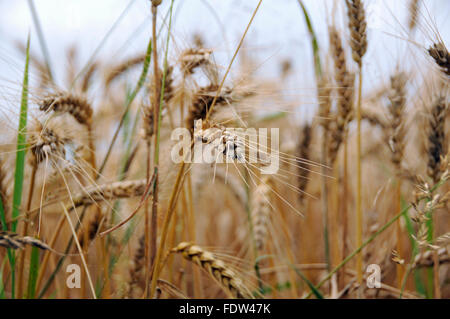 La maturazione di frumento che cresce su un depositata vicino a Karpacz nei monti Karkonosze area, Polonia Foto Stock