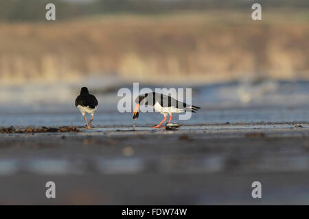 Eurasian Oystercatcher (Haematopus ostralegus) adulto, sul tideline, East Yorkshire Inghilterra, Gennaio Foto Stock