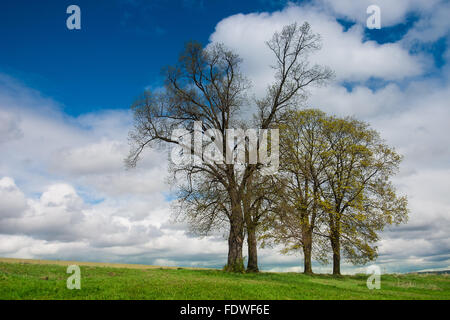 Lonely gruppo di alberi sulle montagne di Krkonose Foto Stock