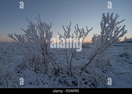 Boccola in brina all'alba d'Inverno in campagna Foto Stock