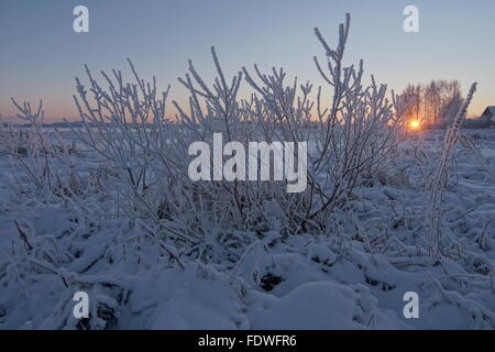 Boccola in brina al winter sunrise in campagna Foto Stock