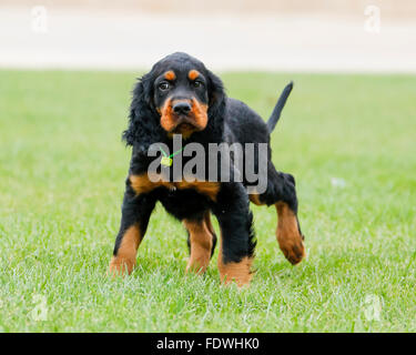 Gordon Setter cucciolo cercando certi presso il parco Foto Stock