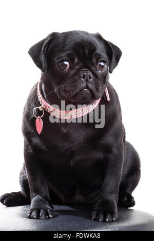 Black pug cucciolo di cane in diamante rosa chiodati cane con collare a forma di cuore tag nome guardando la telecamera isolata su sfondo bianco Foto Stock