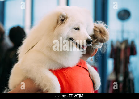 Felice bianco Samoiedo cucciolo di cane si trova nelle mani del proprietario Foto Stock