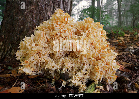 Fungo cavolfiore (Sparassis crispa) Foto Stock