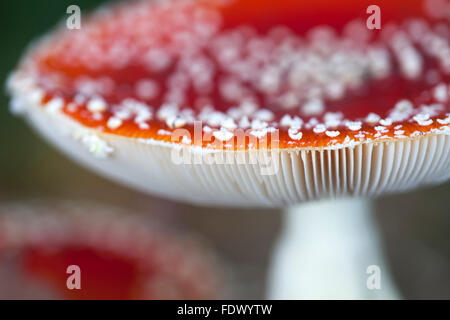 Fly agaric / fly amanita (amanita muscaria) vicino mostrando verruche bianco e le branchie Foto Stock