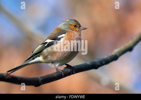 Comune (fringuello Fringilla coelebs) maschio appollaiato sul ramo nella struttura ad albero Foto Stock