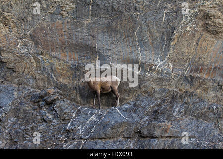 Bighorn (Ovis canadensis) femmina sulla battuta di attraversamento della roccia, il Parco Nazionale di Jasper, Alberta, Canada Foto Stock