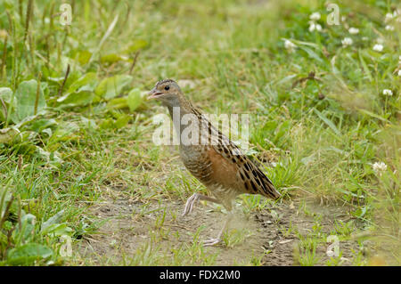 Dancing Re di Quaglie in estate Foto Stock