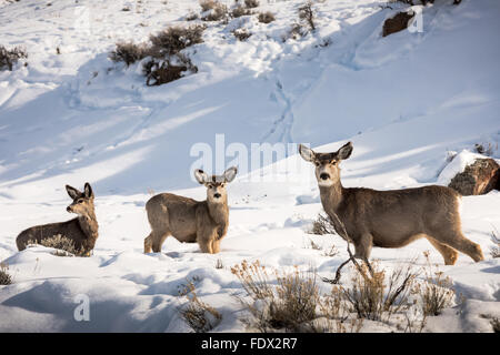 Tre Mule Deer fiancata in piedi nella neve Foto Stock