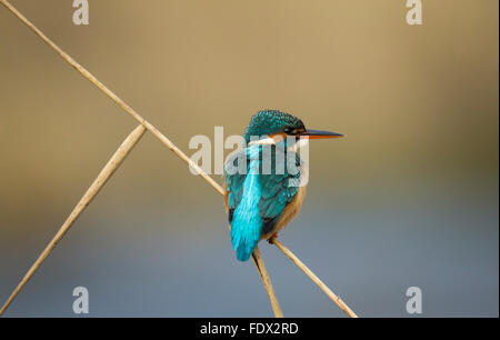 Kingfisher (Alcedo atthis) seduto sul pettine su un fiume mentre la pesca Foto Stock