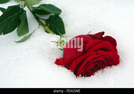 Il giorno di San Valentino del concetto: una rosa rossa nel bianco della neve vista ingrandita Foto Stock
