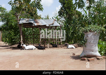 I piccoli contadini cantiere in Uganda, con capre e colture che per auto sufficency. Foto Stock