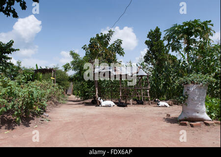 I piccoli contadini cantiere in Uganda, con capre e colture che per auto sufficency. Foto Stock