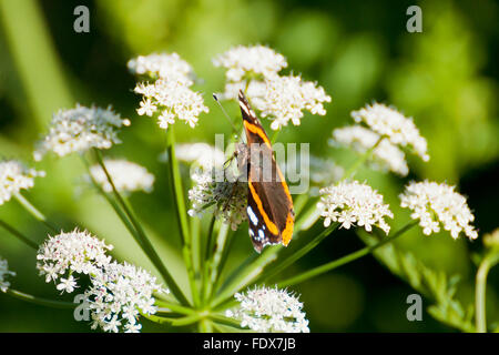 Red Admiral Butterfly è un forte flying butterfly trovato nei giardini del Regno Unito Foto Stock