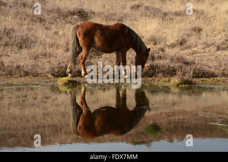 Pascolo dei pony della New Forest, riflesso nello stagno, Hampshire, Regno Unito Foto Stock
