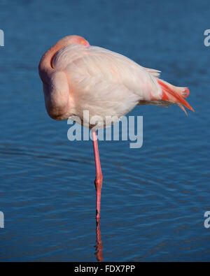 Fenicottero maggiore (Phoenicopterus roseus) in piedi su una gamba sola in acqua di riposo, Camargue, Francia meridionale, Francia Foto Stock