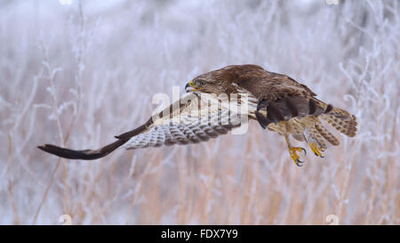 Comune poiana (Buteo buteo) battenti, uccello adulto, area della biosfera, Giura Svevo, Baden-Württemberg, Germania Foto Stock