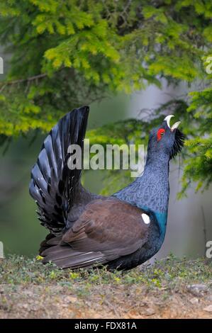 Galli cedroni o gallo cedrone (Tetrao urogallus), maschio durante il corteggiamento, Dalarna, Svezia Foto Stock