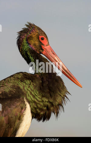 Cicogna Nera (Ciconia nigra), close-up, ritratto, Kiskunság National Park, Est Ungheria Ungheria Foto Stock