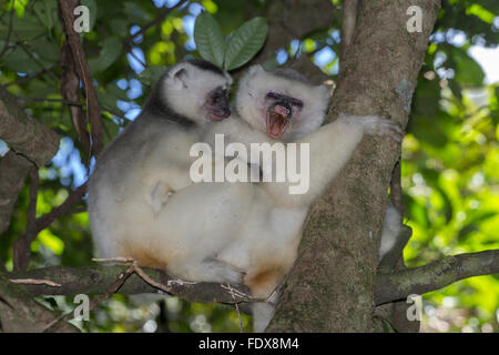 Silky sifaka o setoso simpona (Propithecus candidus), femmine e giovani, estremamente raro, Marojejy Riserva Naturale Foto Stock