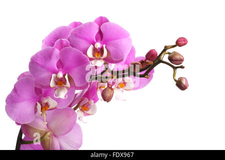 Rosa striato di fiori di orchidea isolati su sfondo bianco Foto Stock