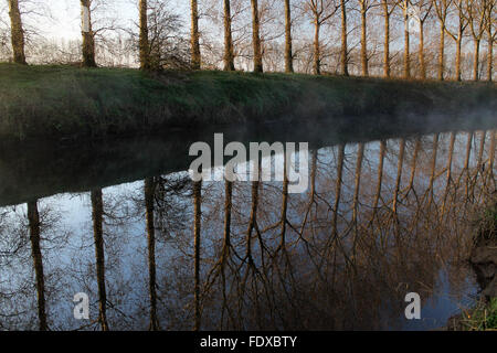 La mattina presto Poplar Tree riflessioni nel fiume Dee, Holt vicino Wrexham Galles Foto Stock