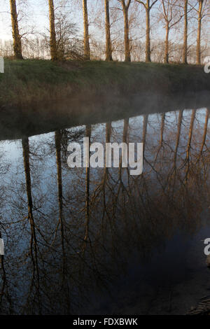 La mattina presto Poplar Tree riflessioni nel fiume Dee, Holt vicino Wrexham Galles Foto Stock