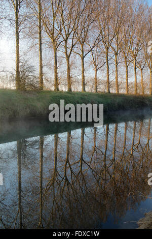 La mattina presto Poplar Tree riflessioni nel fiume Dee, Holt vicino Wrexham Galles Foto Stock