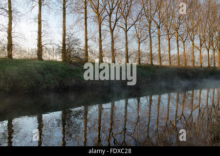 La mattina presto Poplar Tree riflessioni nel fiume Dee, Holt vicino Wrexham Galles Foto Stock