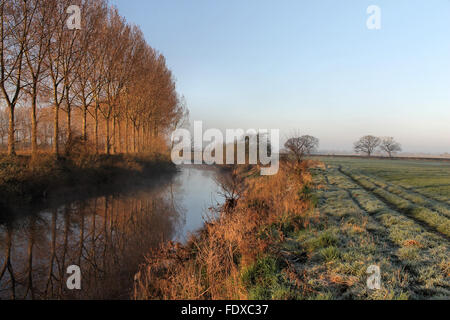 La mattina presto Poplar Tree riflessioni nel fiume Dee, Holt vicino Wrexham Galles Foto Stock