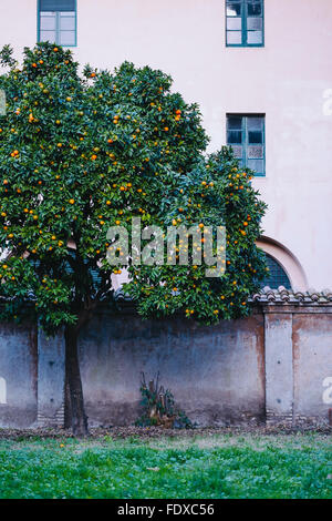 Un albero pieno di arance mature a Roma, Italia Foto Stock