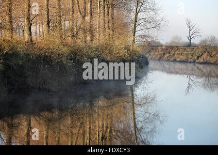 La mattina presto Poplar Tree riflessioni nel fiume Dee, Holt vicino Wrexham Galles Foto Stock