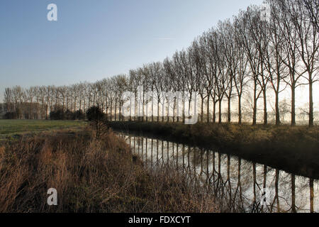 La mattina presto Poplar Tree riflessioni nel fiume Dee, Holt vicino Wrexham Galles Foto Stock