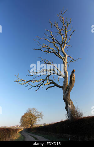 Un lone albero morto su un paese via vicino al fiume Dee Holt Wrexham Foto Stock