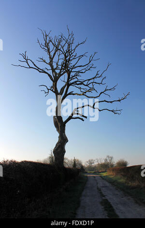 Un lone albero morto su un paese via vicino al fiume Dee Holt Wrexham Foto Stock