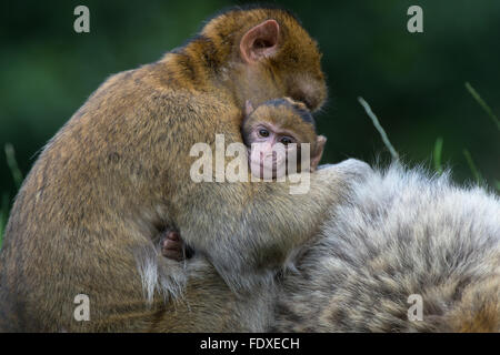 Barbary Macaque (Macaca Sylvanus) Foto Stock