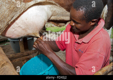 L'agricoltore ugandese di mungere una mucca da latte a mano in un secchio. Uganda. Foto Stock