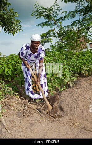 Signora ugandesi in campo con la sua zappa, pronto a lavorare il suo colture. Uganda. Foto Stock