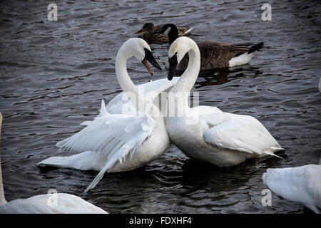 Trumpeter Swans face off in un vivace scontro a parco di Cigno, Monticello, MN, Stati Uniti d'America Foto Stock