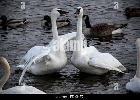 Due trumpeter Swans face off in un forte confronto Foto Stock