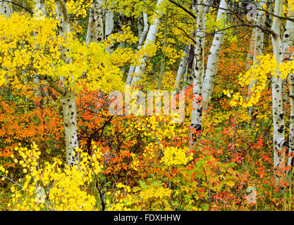 Aspen Grove in autunno a colori vicino oriente glacier park montana Foto Stock