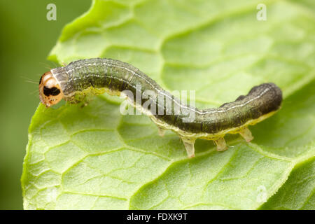 Norman falena Quaker (Crocigrapha normani) caterpillar (larva) alimentazione su una foglia Foto Stock