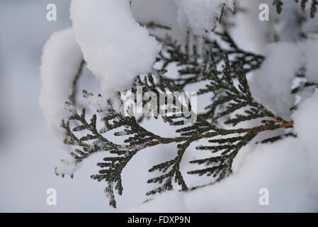 Durante la notte la neve accumulata su tutto, compresi gli aghi di questo Nord cedro bianco (Thuja occidentalis). Foto Stock