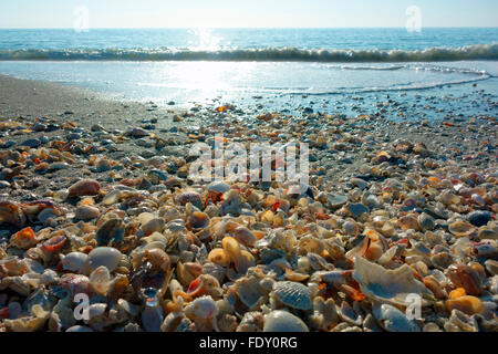 Mare gusci di conchiglie sulla spiaggia Sanibel a Sanibel Island, Florida, Stati Uniti d'America Foto Stock