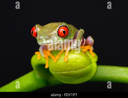 Baby Raganella su Orchid Bud Foto Stock