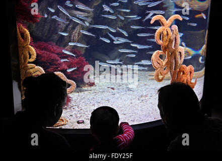 In acquario di San Sebastian (Donostia), Paesi Baschi, Spagna. Foto Stock